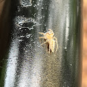 Sylvan Jumping Spider