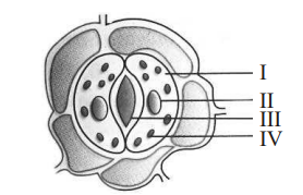 Exchange Of Gases In Plants--Role Of Stomata