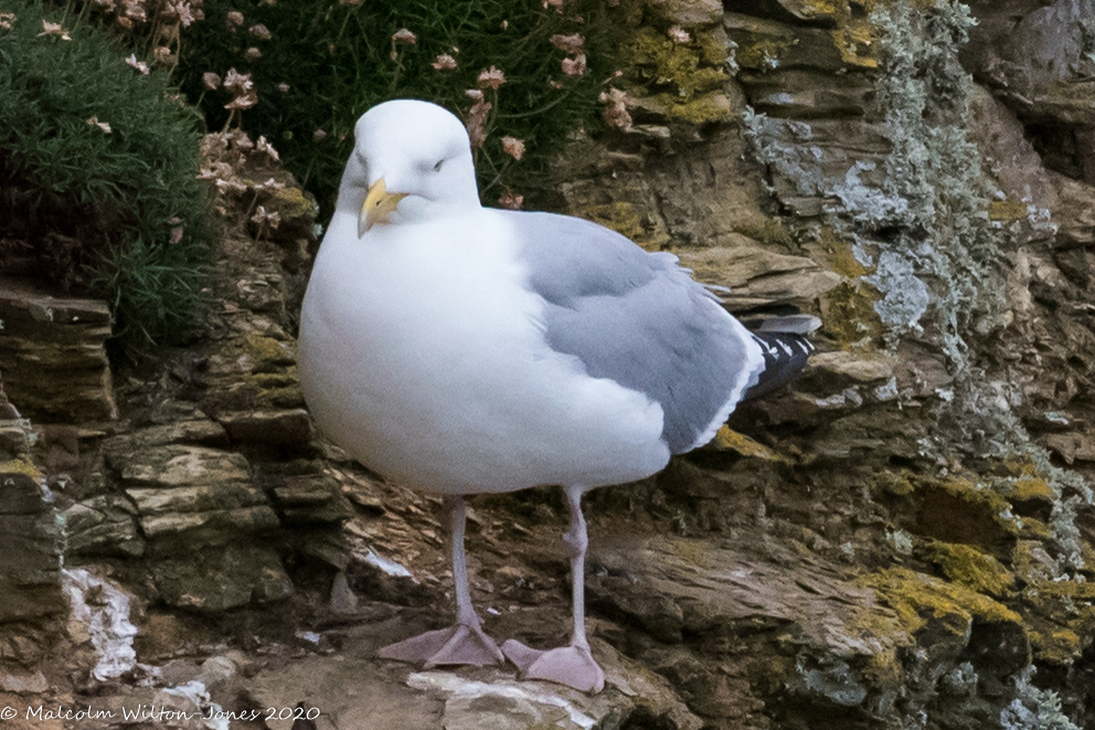 Herring Gull