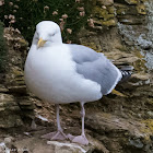 Herring Gull