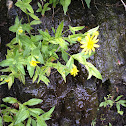 Arnica