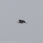 Grey Heron; Garza Real