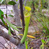 Pitcher plant