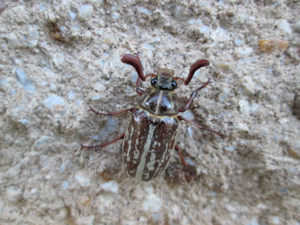 Variegated June Beetle