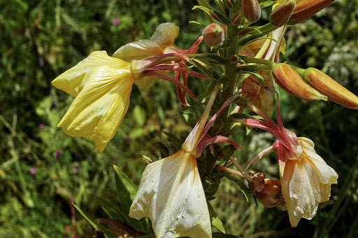 Oenothera glazioviana