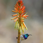 White-bellied Sunbird