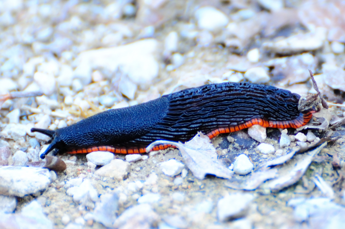 Red slug; Babosa roja