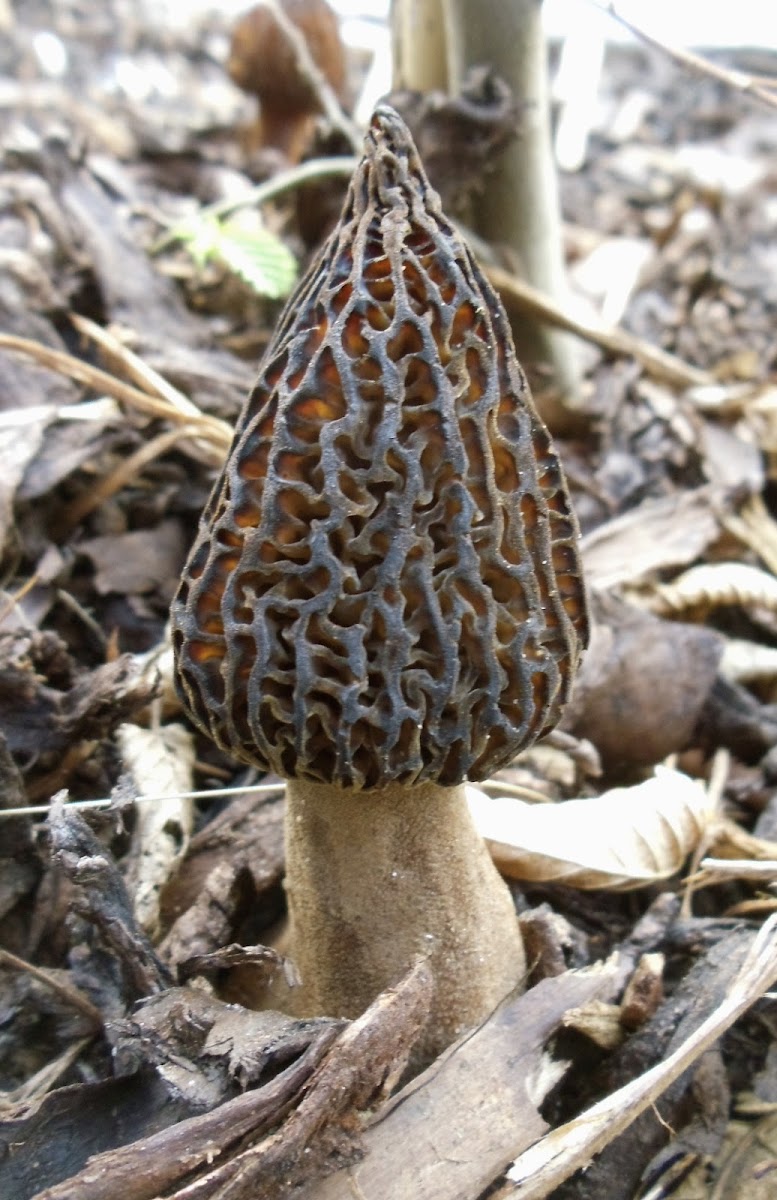 Black Morel