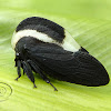 Soldadinho (Portuguese helmet treehopper)