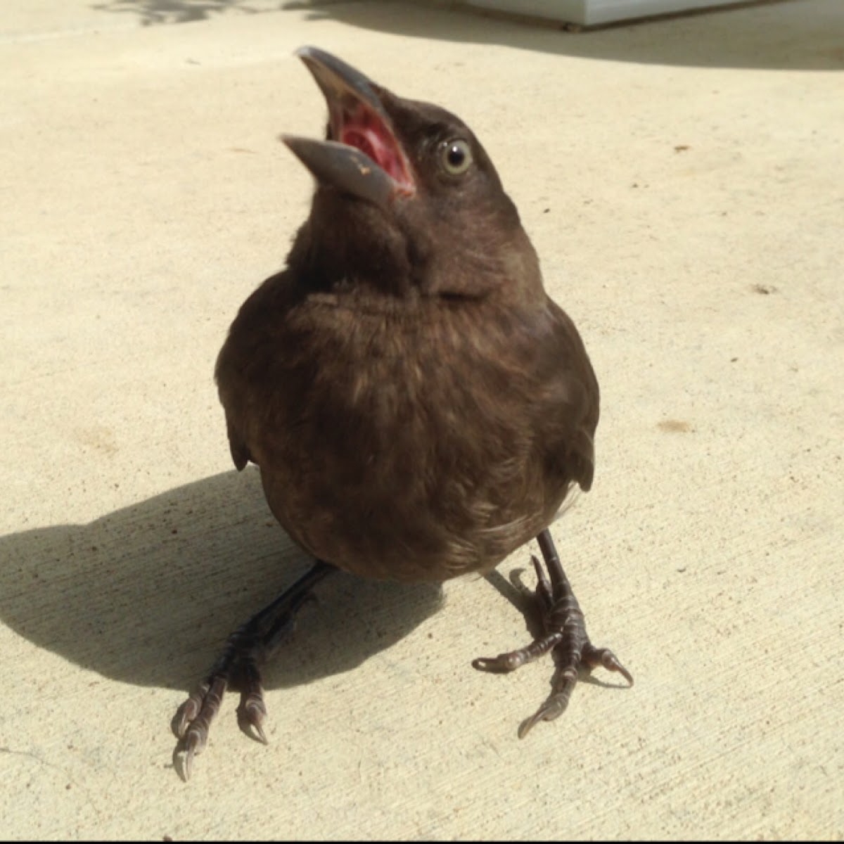 Immature Common Grackle