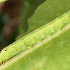 Hawk Vine Moth