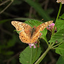 Variegated fritillary