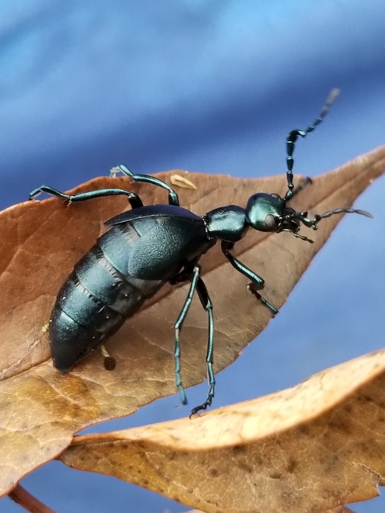 Violet oil beetle