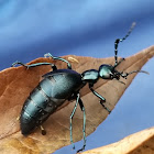 Violet oil beetle