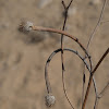 Common False Chamomile