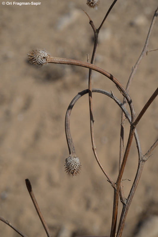 Common False Chamomile