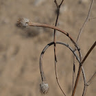 Common False Chamomile