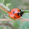 Seven-spot ladybird