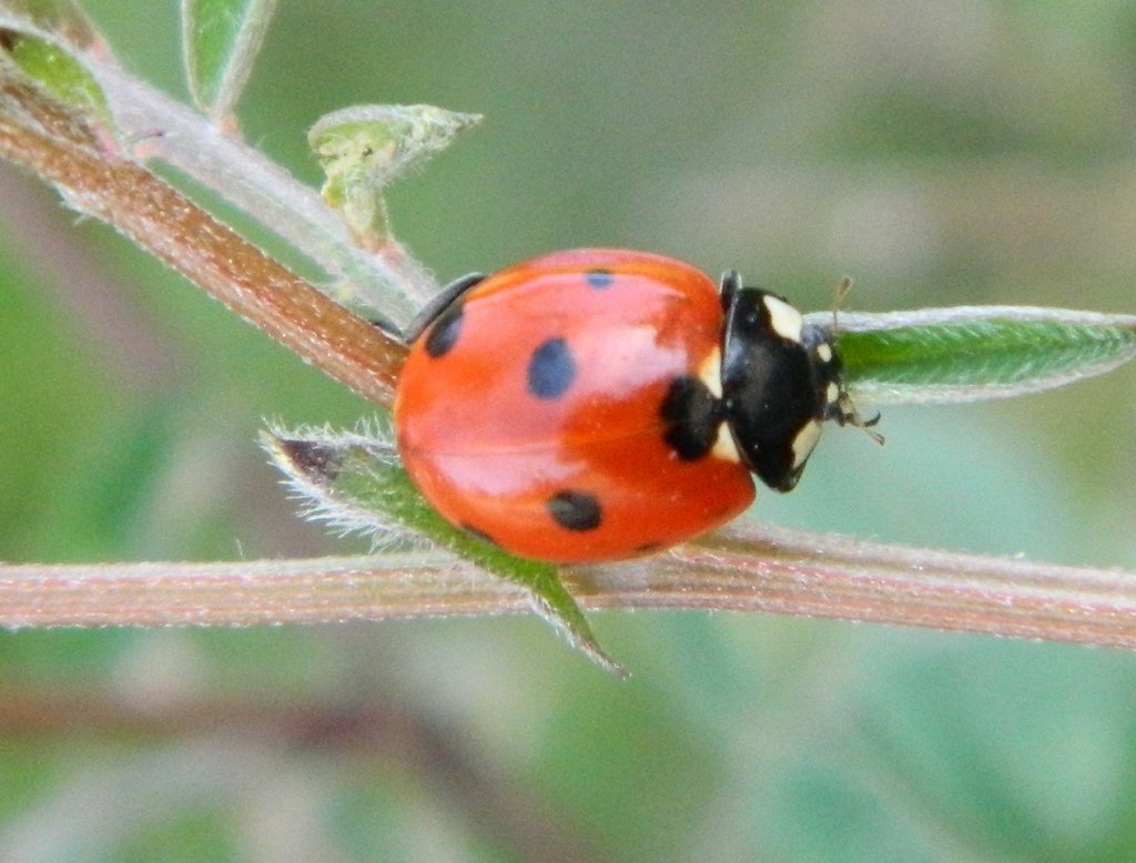 Seven-spot ladybird