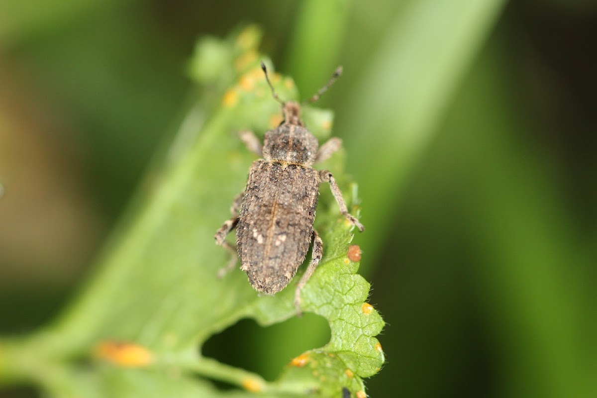 Vegetable Weevil