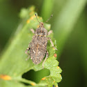 Vegetable Weevil