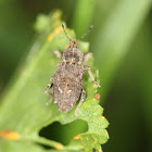 Vegetable Weevil