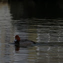 Redhead