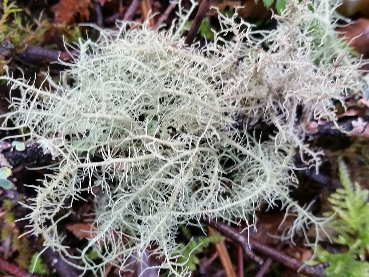 Fish bone beard lichen