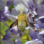 Carpenter Bee