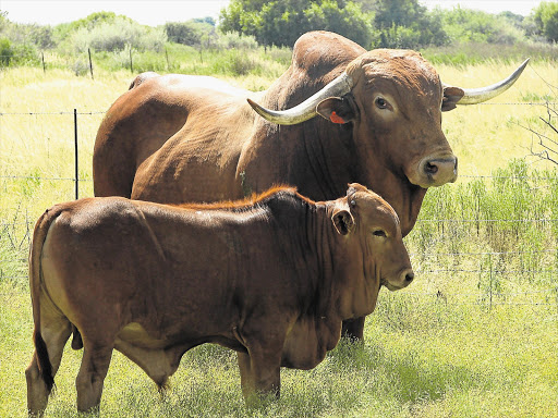 GOOD WALKERS: Afrikaner cattle were used in the Great Trek