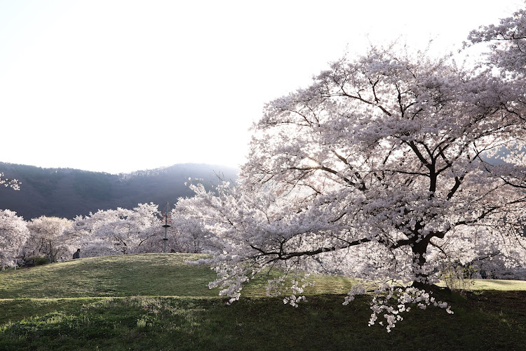 Nボックスカスタムのサクラと愛車・嫁ちゃんの・桜・退院しました・リハビリ兼ねてに関するカスタム事例の投稿画像4枚目