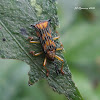 Hispine leaf beetle