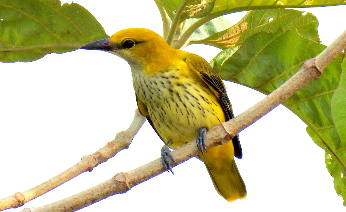 Indian golden oriole- Female