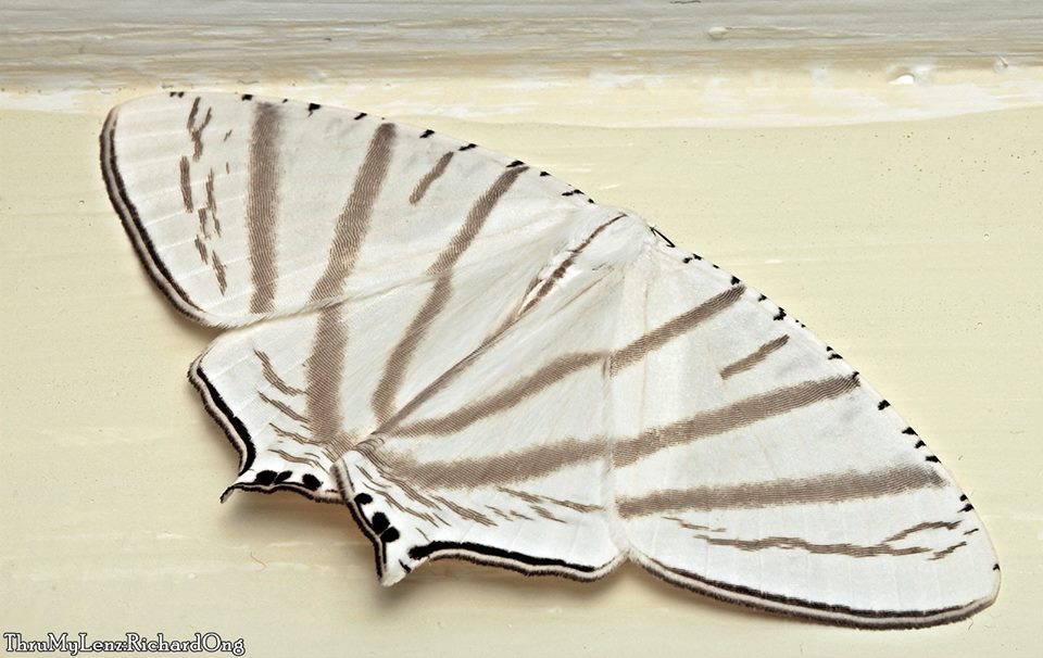 Swallow-tailed Moth