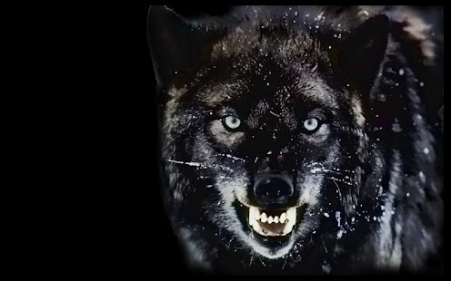 Wolf Pack 5 Live Wallpaper Screenshots 1