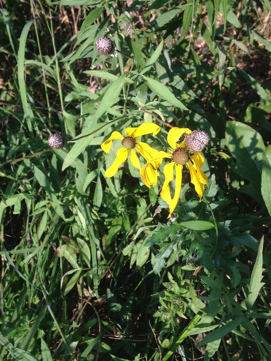 black eyed susan