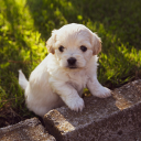 White puppy