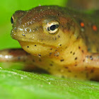 Eastern newt