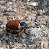 Cockchafer