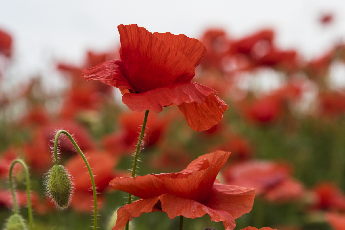 Poppies di Olaf