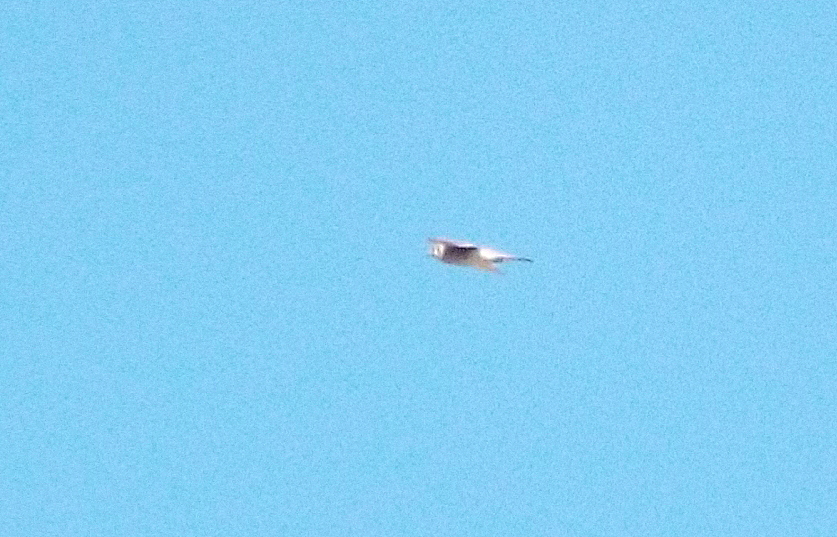 White-tailed kite