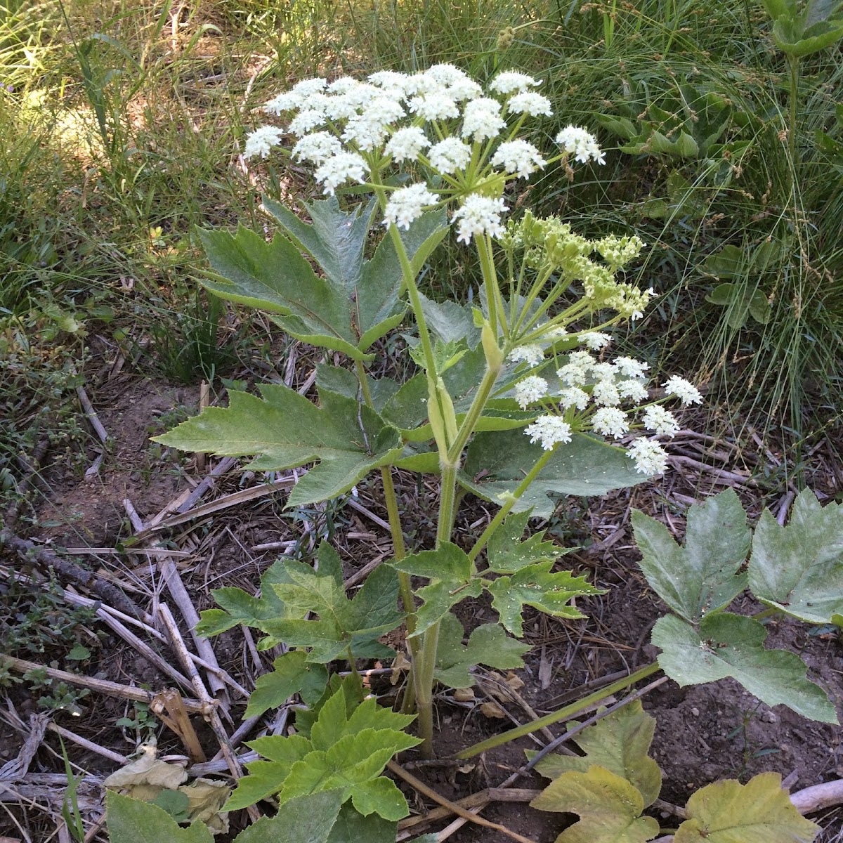 Cow Parsnip