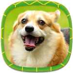 Dog Wallpapers Apk