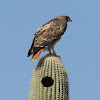 Red-tailed Hawk