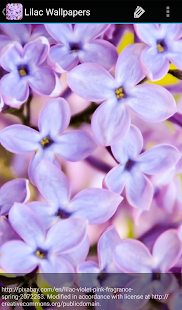 Lilac Wallpapers(圖3)-速報App