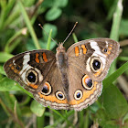 Common Buckeye