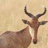 Hartebeest, Kongoni