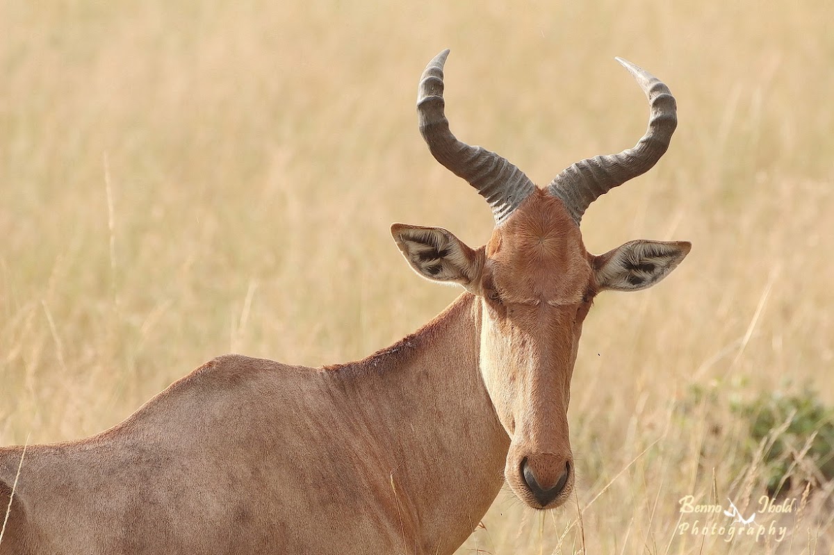 Hartebeest, Kongoni