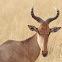 Hartebeest, Kongoni