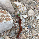 American Giant Millipede